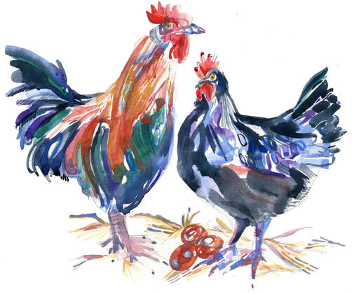 Chickens - for The Field Magazine